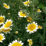Daisy Seeds ,  Garland Daisy Flower Seeds,