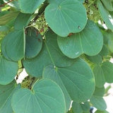 15  Bauhinia malabarica Seeds, Malabar Bauhinia Seeds, Malabar Orchid Tree Seeds