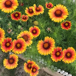 Gaillardia/Blanket Flower Seeds - 100 Perennial Seeds - FS070