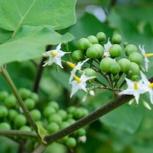 Thai Pea Eggplant 10 Seeds, Solanum torvum, Fresh Organic Heirloom Herb Vegetable Seeds, Essential Ingredient in Thai Cuisine Very Medicinal