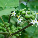 Thai Pea Eggplant 10 Seeds, Solanum torvum, Fresh Organic Heirloom Herb Vegetable Seeds, Essential Ingredient in Thai Cuisine Very Medicinal