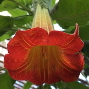 RED ANGEL'S TRUMPET Brugmansia Sanguinea Exotic Angel Glory, 5 Seeds