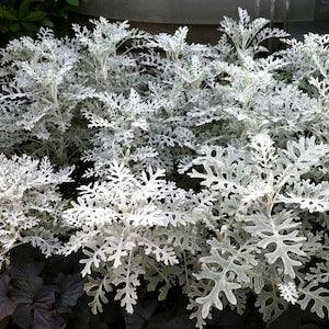 Dusty Miller Silver Dust Flowers 0.2g - 100 Seeds - Senecio Cineraria NON GMO