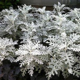 Dusty Miller Silver Dust Flowers 0.2g - 100 Seeds - Senecio Cineraria NON GMO