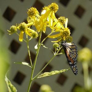 Wingstem seeds