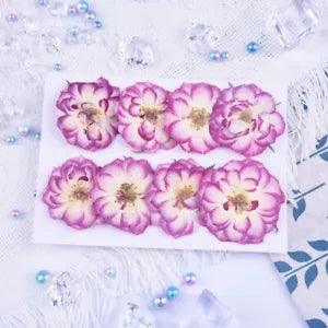 8PCS Real Pressed Dry flower, purple rose flower for art, craft FCD48