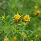 Wild Prairie Marigold Seeds Canada, Native Yellow Wild Flower, Dyssodia Papposa Dogbane, Canadian Wildflowers, Attracts Butterflies