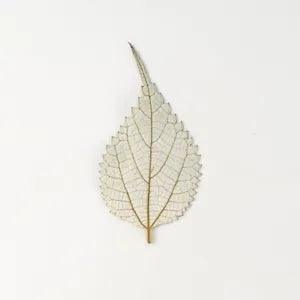 M&T 12PCS Real Pressed Dry leaves, floral supply for art candle FSS34