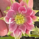 Aquilegia vulgaris ??Nora Barlow?? pink 50 seeds