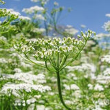 100 seeds Organic garden Cumin seeds
