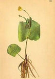 ALPENFLORA ALPINE FLOWERS: Ranunculus thora L-Giftiger Hahnenfuss; print 1897