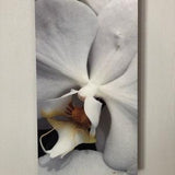White Orchid Photograph