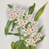 Curled Odontoglossum - Odontoglossum crispum - Original Large Antique Orchid Print 1880s - orchidaceae, botanical, flower, plant, linden