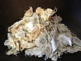 Angel Wings Bleached (Oroxylum idicum) Dried Botanical