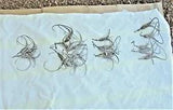 25 DEVIL'S CLAW HOMEGROWN PODS FOR CRAFTING, DECORATING