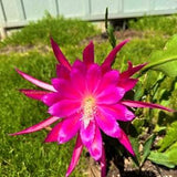 1 cutting/ leaf/ stem Raspberry Ribbon Epiphyllum Orchid Cactus 6-8???