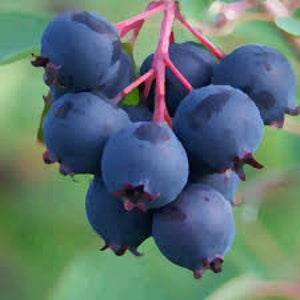 Organic Saskatoon Berry Seeds, 25 Fruit Garden Seed, Heirloom PERENNIAL, Prepper Medicinal Garden Seeds, Bulk Seeds, Makes AWESOME Jelly