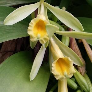 Orchid Vanilla planifolia 2 ft vine Plants Price Reduced