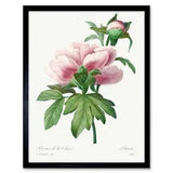 Pale Pink Peony Bloom Floral Stem Flowers Framed Wall Art Picture Print 12x16