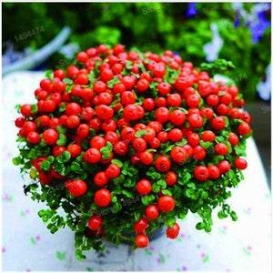 Lamp bead grass seeds - code 631