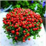 Lamp bead grass seeds - code 631