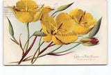 California Wild Flowers Yellow Mariposa Lily CA DB Postcard Vtg Posted 1913