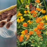 Butterfly Weed Seeds, Organic Native Pollinator Seeds