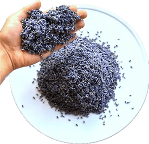 Lavender Flower Dried Buds Culinary Herbal Relaxing Fresh Harvested Farm in CA