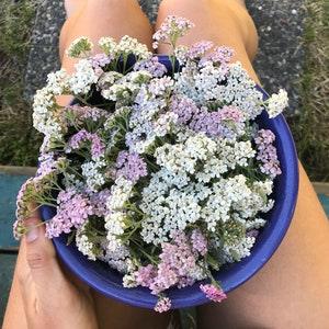 Yarrow Seeds - Achillea millefolium - Pink and White Yarrow