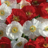 Canada Mix Poppy Flower seeds