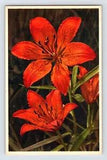 Postcard Fire Lily Red Flower Thor Gyger Stehli Series 1940s Unposted