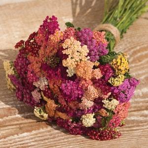 50 Yarrow Colorado Seed Mix / Achillea Millefolium / Wildflower / Cottage Flower / English Garden / Wedding Flowers / Cut Flower