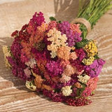 50 Yarrow Colorado Seed Mix / Achillea Millefolium / Wildflower / Cottage Flower / English Garden / Wedding Flowers / Cut Flower