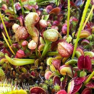Carnivorous Plant Seeds 5 Cobra Lily Plant (Darlingtonia californica).