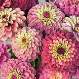 10+ Unique Queen Red Lime Zinnia Flower Seeds / Flower Seeds / Zinnia elegans / Summer Flower /(#8)
