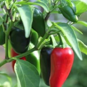 Jalapeno pepper. Seeds for the garden. 15 vegetable plant seeds. Vegetables.