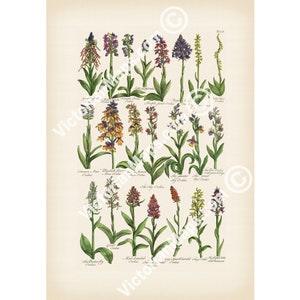 Orchids flowering plants old antique botanical engraving British Herbal John Hill 1756 art print poster nature flower gift present gardener