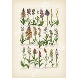Orchids flowering plants old antique botanical engraving British Herbal John Hill 1756 art print poster nature flower gift present gardener