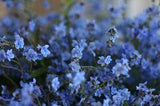 FLOWER FOCUS: Chinese Forget Me Not's - Floret Flowers Flower Delivery