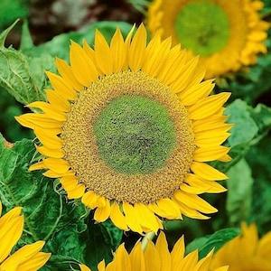 Sunflower Dwarf Green Hobbit 1g - 30 Seeds - Helianthus Annuus NON GMO
