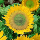 Sunflower Dwarf Green Hobbit 1g - 30 Seeds - Helianthus Annuus NON GMO