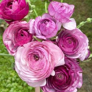 Ranunculus Amandine "Purple Jean" corms | Large double lilac-colored flowers, buttercup, perennial plant from France
