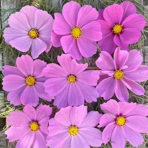 Mixed Pastel Pinks COSMOS SEEDS cut flower bouquet florist wedding bouquet from Urban Food forest/garden