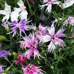 Spooky Carnation Mix - Dianthus superbus - Rare 'Plant' Seeds - Bizarre Carnations, Freaky Flowers, Strange Carnations, Creepy Carnations