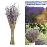 Natural Dried Flowers Lavender for Party Flower Arrangements Ornaments