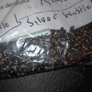Mimosa Tree Seeds (Acacia Decurrens Dealbata) (Blue Wattle)