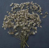 Bunch of Pressed Flowers Organic DIY Floral Arts Resin Materials Hand crafts