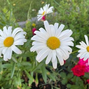 Shasta Daisy - Leucanthemum ?? superbum - Perennial Flower 100 Seeds