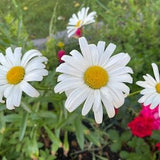 Shasta Daisy - Leucanthemum ?? superbum - Perennial Flower 100 Seeds