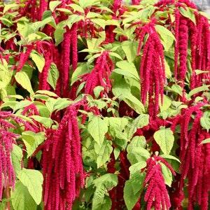 Love Lies Bleeding Tassel Flower Amaranth Red Cascade Flowers 1g - 1000 Seeds - Amaranthus Caudatus NON GMO